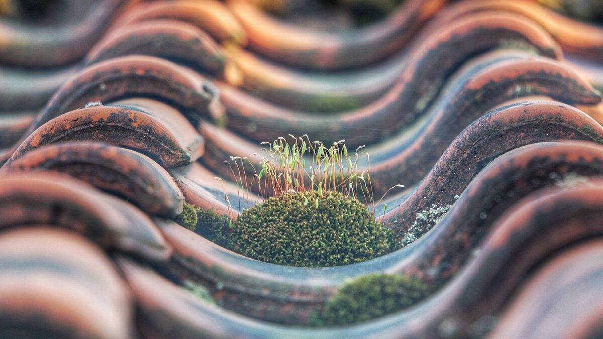 green leafed plant